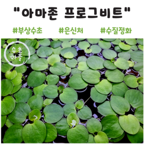 <수초마을> 수면 위 큰 개구리밥 아마존프로그비트 8뿌리 부상 중경 후경 수초 구피 새우 은신처, 1개