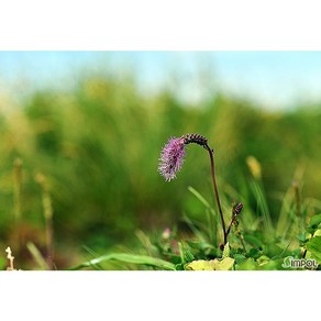 [평창][3포트]산오이풀(흔하지 않은 품종), 3개