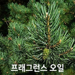 엔피솝 파인(Pine) 프래그런스오일 인공향 캔들 디퓨저 방향제 DIY 만들기