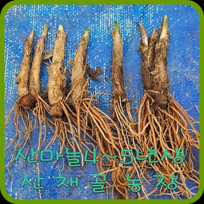 모종이야기 e쉬운새싹채소 산마늘모종 4~5년생 /울릉도명이나물 촉당400원