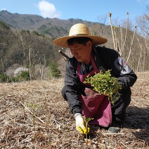 지리산 고사리 23년 햇 건고사리 건조 말린 나물 건나물 봄나물 200g