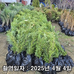 착한가격 나무생각 / 편백나무 / 실생3년 / 연결 포트, 1개