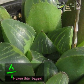 허브여울다육 수(Hawothia bayei) 지름 9cm 소품 다육화분, 1개