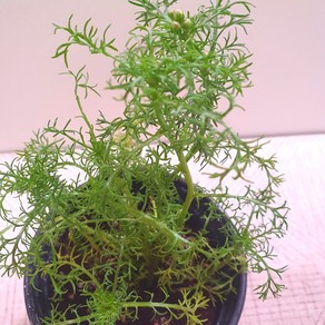 캐모마일(저먼) 10cm 포트화분 허브모종 식용허브 허브키우기, 1개