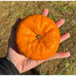 [백화점납품] 산지직송 제주 프리미엄 고당도 윈터프린스 천연 환타맛 12.5bix이상 명절선물 2kg 3kg 5kg, 1박스, 2kg (5-13과)