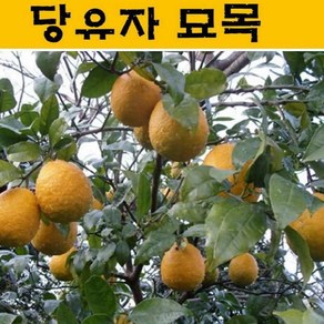 묘목/제주도 유자나무 당유자 접목3년생 JJ020, 1개