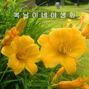 애기원추리 스텔라 [4포트 복남이네야생화 모종 백합 나리 데이릴리 daylily]