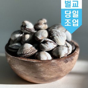 당일조업 벌교 꼬막 새꼬막(대) 1kg_75미~85미 산지직송 활꼬막, 새꼬막(대)_1kg_75미~85미, 1개