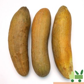 사라상회 노각 (늙은오이) 2Kg (상), 1개