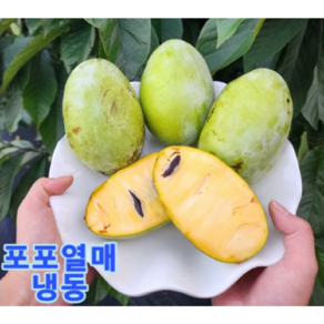 포포열매 산지직송 포포나무열매 이색과일 이색열매 재철열매 제철열매 재철과일 제철과일 최상품, 1kg (2~3과) 급냉, 1박스