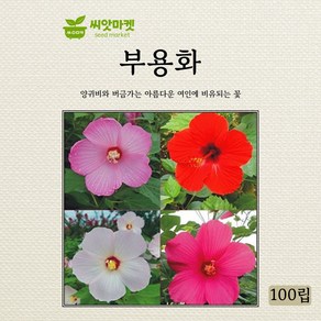 아람종묘 부용화 씨앗 100립, 1개