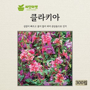 다농 클라키아 씨앗 300립, 1개