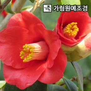 동백나무 동백꽃 묘목 정원수 가림원예조경, 동백(홑꽃) 키60~80cm 분묘(색상랜덤), 1개