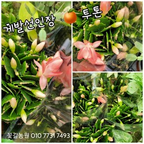 게발선인장 오렌지 0012 신상품22 10 30 랜덤 공기정화식물/미세먼지/공기정화효과 공기정화식물