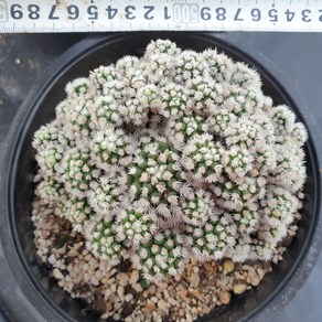 [수암다육] 눈꽃선인장 랜덤발송 Mammillaria vetula ssp. gracilis 'Arizona Snowcap' 랜덤발송 다육 다육이 다육식물