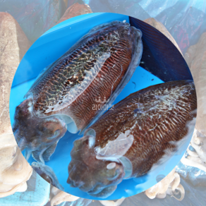 [산지직송] 국내산 제철 활 갑오징어 생물, 1개, 1kg