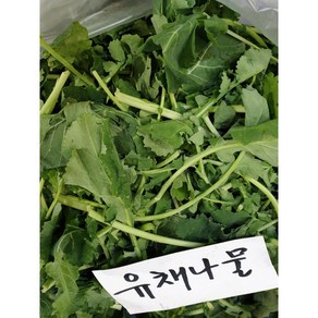 제주도 유채나물 유채 시나나빠 동초나물, 2kg, 1개