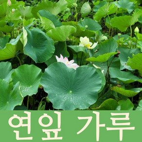 국내산 연잎분말 연잎가루, 100g, 1개