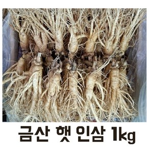 실속형 5년근 가정용인삼 1kg (16-20뿌리) 무료세척