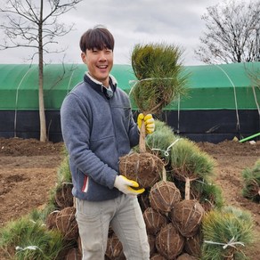 반송 둥근소나무 폭 30cm 40cm 50cm 분묘 침엽수 소나무 조경수 산소에심는나무