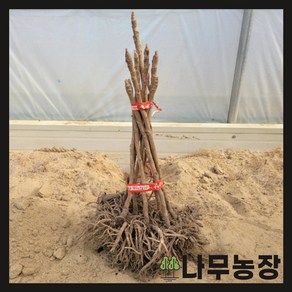 (나무농장) 두릅나무 민참두릅 삽목2년 묘목 ( 5주묶음 ), 1개