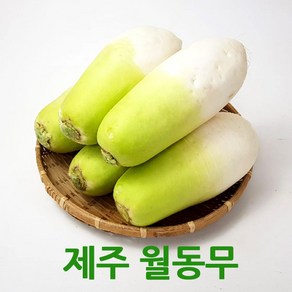 싱싱한 제주월동무5kg/10kg 세척무우 싱싱지오, 제주월동무5kg, 1개