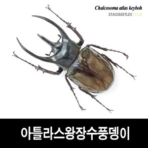 아틀라스장수풍뎅이 표본 [L16-18] Chalcosoma atlas keyboh, 75-79mm, 1개