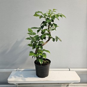 식공플랜츠 s라인 녹보수 선이있는 관엽식물 공기정화 40-60cm 149