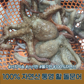 [다정한건어물] 살아있는 100% 자연산 활 돌문어 (아이스박스 포장)