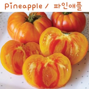 파인애플 토마토 Pineapple 달콤한 희귀토마토 교육용 체험용 세트, 1개