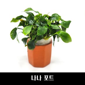 [수초몰] 나나 포트 / 음성 수초 새우 구피 활착, 1개