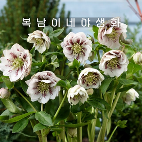 스파티드 헬레보루스 [1포트 복남이네야생화 모종 크리스마스로즈 hellebous], 1개