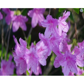 [너와 함께라면] 산철쭉 / 30cm / 5주, 1개
