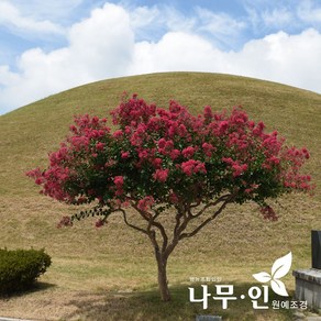 [나무인] 배롱나무 목백일홍 개화주 지름8cm 차량배송