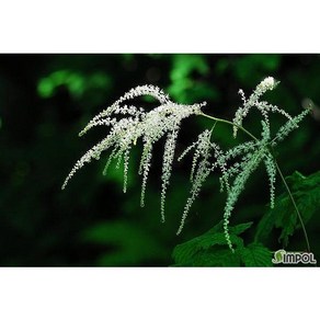 [평창][3포트]눈개승마(울릉도), 3개