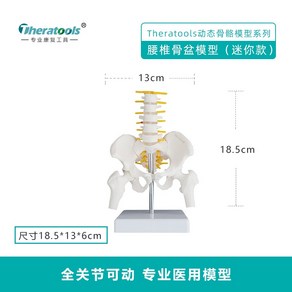 척추 모형 85cm 인체모형 해부학 뼈 모형도 병원 인체 성인 작은 경추 의료 골격 교육, 요추 골반 미니 모델, 1개