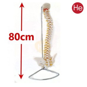 He 척추모형 골반포함 1003GG 인체해부도 척골 요골 고관절 골절 CPR 인체모형, 1개