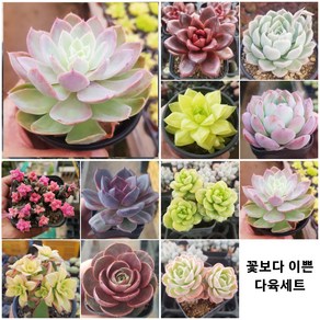 희귀 다육식물 [희귀하고 예쁜 11가지 다육이를 한눈에], 0번- ♡11종 모두 (할인+선물까지)♡, 1개