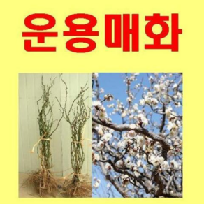 (G소망)운용매화 묘목 접목1년생 1그루, 1개