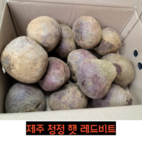 제주 청정 햇 레드비트 3kg 5kg 10kg 비트 햇레드비트 알비트 제주비트 주스용비트 레드 비트 햇비트, 1개