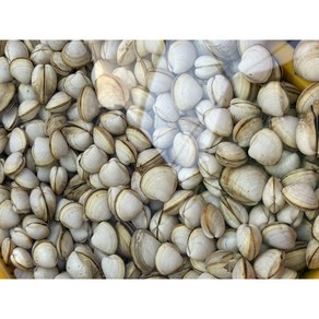[연아수산] 충남 서천 동죽조개 산지직송 1kg 5kg 10kg 해감완료 업소용, 1개, 서천 동죽 1kg