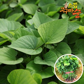 [으뜸] 꿀 호박 밤 자색 고구마모종 고구마순, 1개, 1kg, 호풍미고구마모종