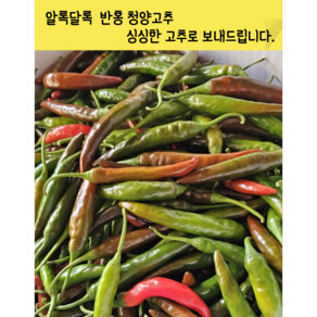 [임가네농산] 청양고추 반홍 매운고추 홍청양 국내산 매운고추 땡초, 1개, 5kg