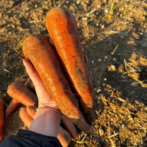 헤이팜팜 제주 구좌 당근 국내산 흙당근 못난이 주스용 2키로 3키로 5키로 친환경, 1박스, 왕 1kg