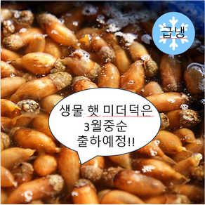 [미더덕마을]창원진동 참미더덕 1kg, 1개