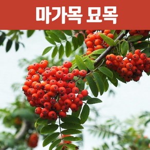 우수한 약용수 다품종 인기모음전-나무의 모든것, 19.마가목묘목, 1개