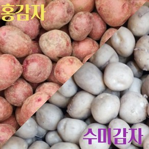 국내산 감자 홍감자 수미감자 조림용/ 햇 카스테라 저장 감자 중 3kg 홍감자 햇홍감자 감자 서홍감자 감자3kg, 3kg(조림용 미니 수미감자), 1개