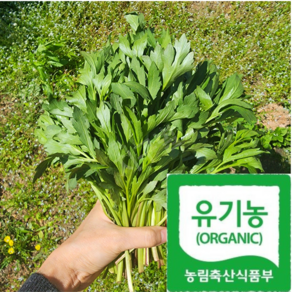 [오대산골짜기] 산지발송 특상품 황금식재료 삼잎국화나물, 1박스, 250g
