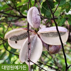 으름나무 키150cm 결실주 덩굴식물 열매, 키150cm 홍화으름 (포트/지주대제거), 1개