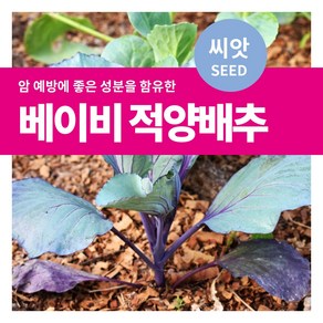 마이플랜트 샐러드 채소 베이비 적양배추 씨앗 10g, 1개